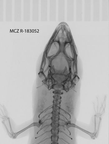 Media type: image;   Herpetology R-183052